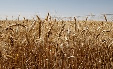 澳洲估今年70%机率出现圣婴现象，恐拖累小麦产量减30%（图）