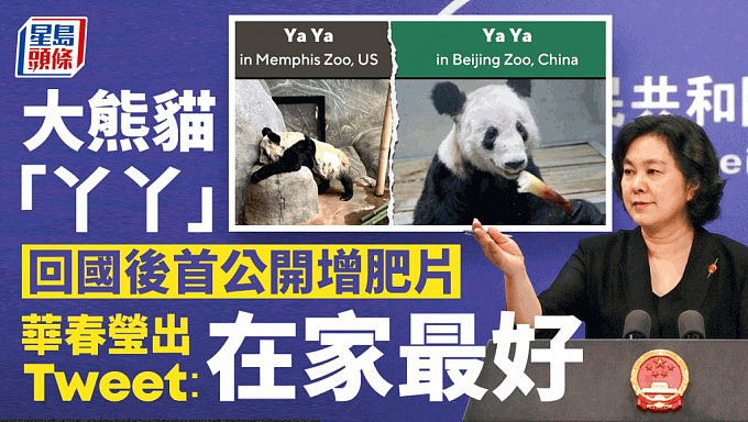 丫丫回国：北京动物园首公开“增肥”片！华春莹发Tweet：在家最好（组图） - 1