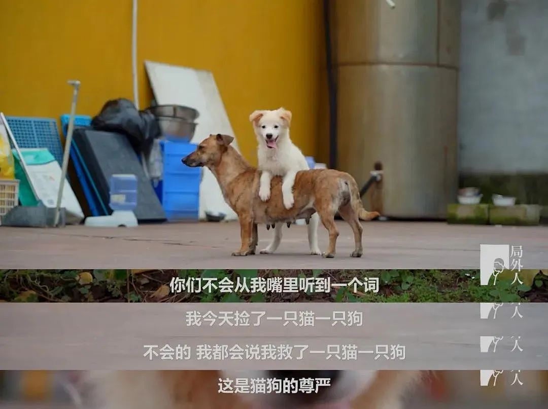 【宠物】这个中国和尚火到国外，只因他一天救了200多只猫狗（视频/组图） - 7
