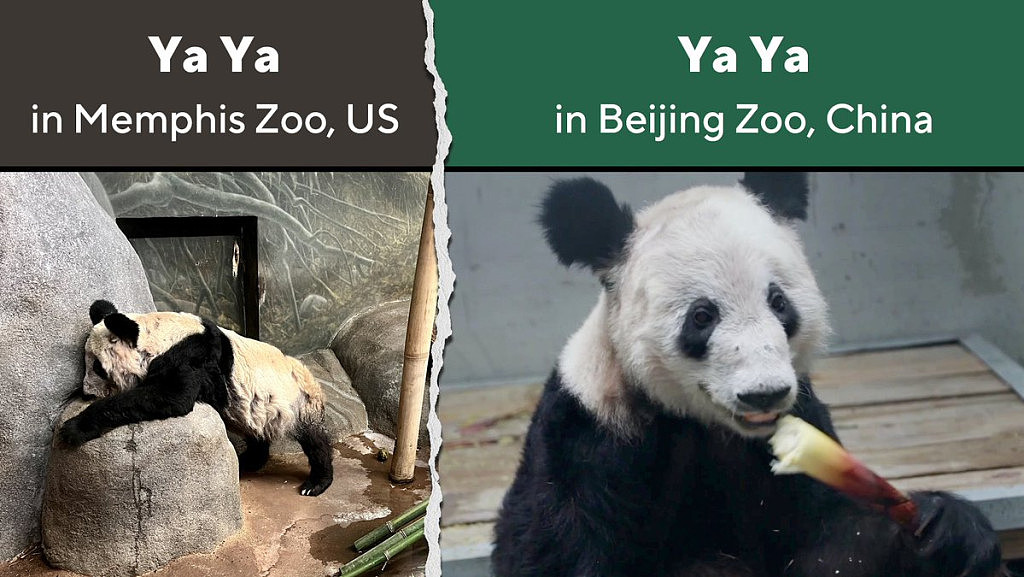丫丫回国：北京动物园首公开“增肥”片！华春莹发Tweet：在家最好（组图） - 5