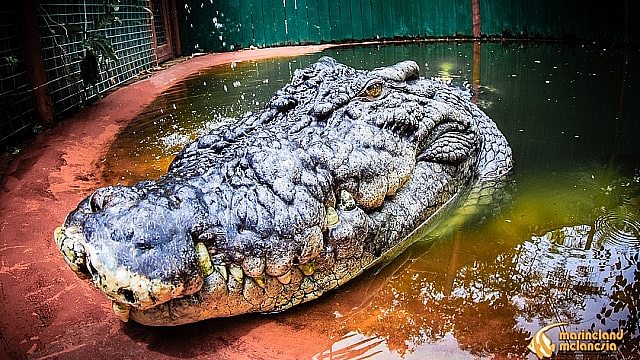 世上最大的澳洲鳄鱼，迎来120岁生日！曾见过英女王和习近平（视频/组图） - 2