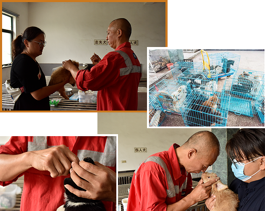 【宠物】这个中国和尚火到国外，只因他一天救了200多只猫狗（视频/组图） - 6