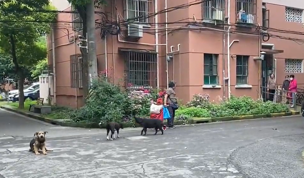 上海一小区居民频遭流浪狗扑咬，多人受伤！网友：投喂者要担责（组图） - 1