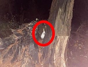 见树上挂“白色塑胶袋”，澳洲男童机警秒通报！救下二级保育鸟类（组图） - 1
