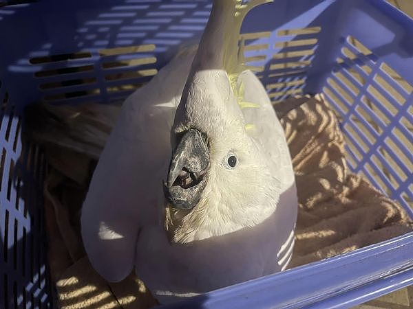 见树上挂“白色塑胶袋”，澳洲男童机警秒通报！救下二级保育鸟类（组图） - 2