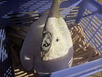 见树上挂“白色塑胶袋”，澳洲男童机警秒通报！救下二级保育鸟类（组图）
