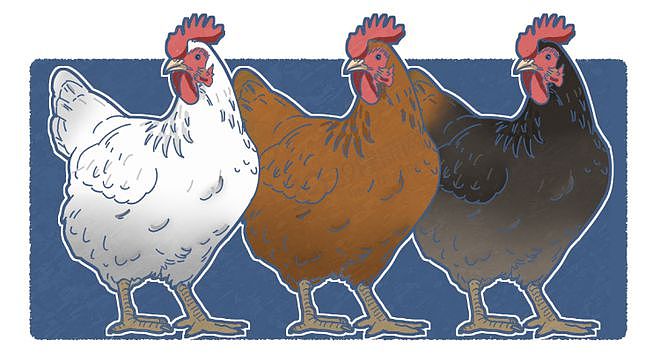 【健康】鸡肉会致癌？牛津大学研究：吃鸡或会增加3种癌症风险，靠谱吗（组图） - 4