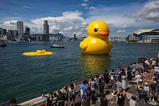 “黄色小鸭”重返香港！首日展出就炸了一个，漂浮水面！原因曝光（组图）