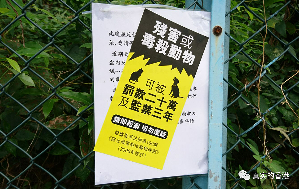 香港男子拍死仓鼠被捕！最高可罚20万及监禁3年（组图） - 3