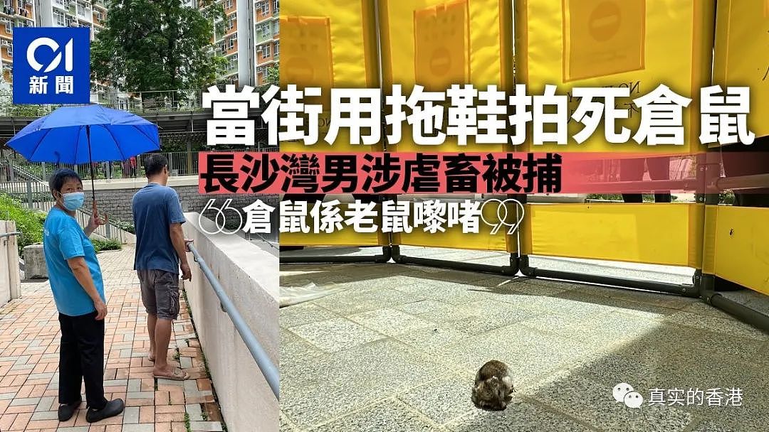香港男子拍死仓鼠被捕！最高可罚20万及监禁3年（组图） - 9