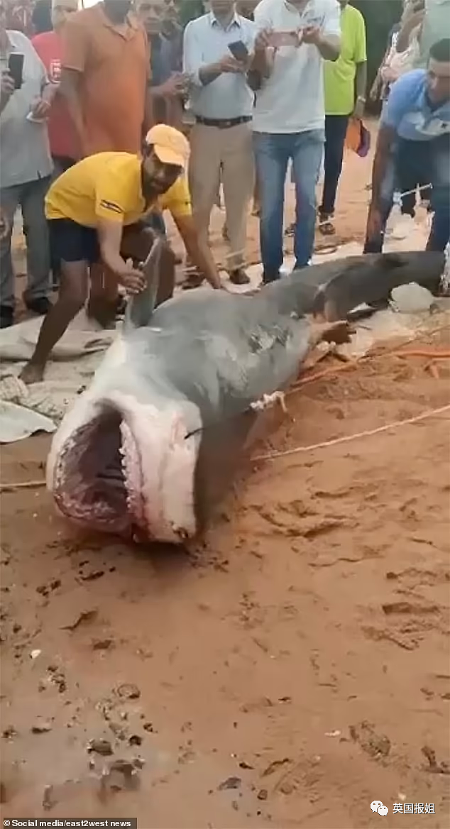 男子海中游泳被鲨鱼疯狂咬杀，哭喊“爸爸”求救，岸上父亲绝望看他被吃掉…（视频/组图） - 39