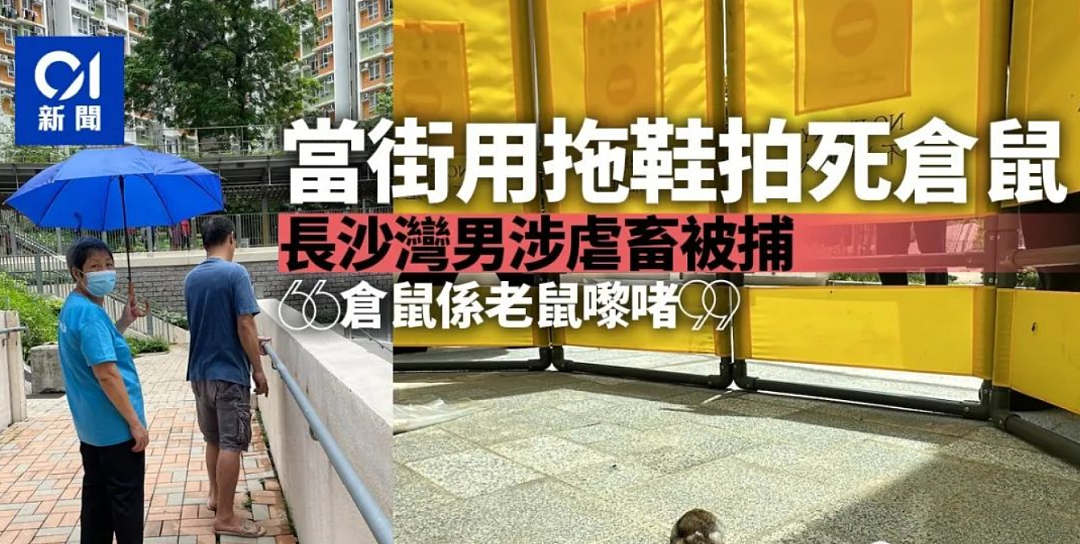 全城热议！香港狂徒虐杀仓鼠被捕…最高可罚20万及监禁3年！（组图） - 1