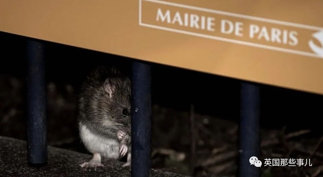 灭鼠计划又惨败，巴黎市长：我们与600万老鼠和谐相处吧（组图） - 5