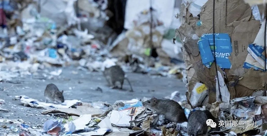 灭鼠计划又惨败，巴黎市长：我们与600万老鼠和谐相处吧（组图） - 7