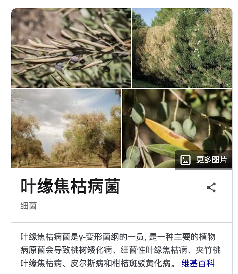 小心啊！澳洲海关最近在严打，违规重罚$5500，这些规矩很多人都不知道，千万别带了..（组图） - 6