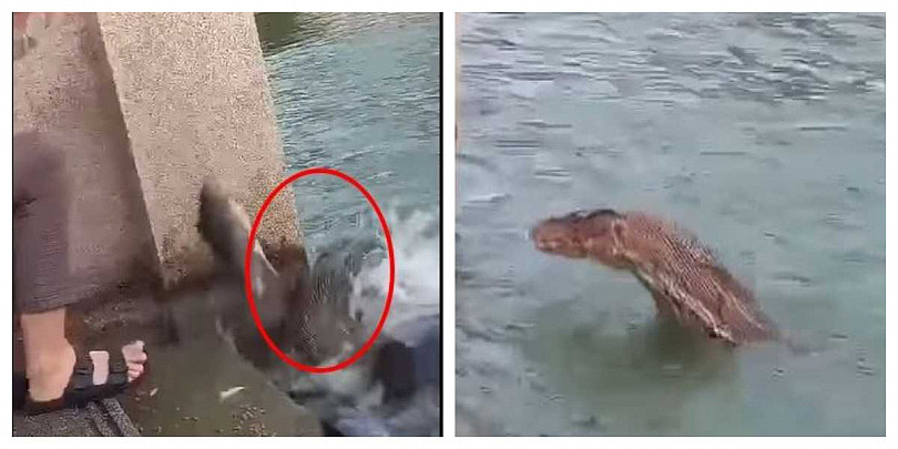 女子公园湖边喂乌龟下秒“巨型水怪”窜出！学者推估：和恐龙有亲属关系（组图） - 3