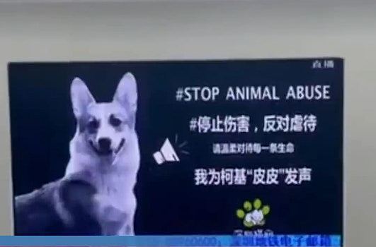 深圳地铁投放反虐待动物广告，惟遭投诉称：猫狗一年咬伤4千万人（组图） - 2