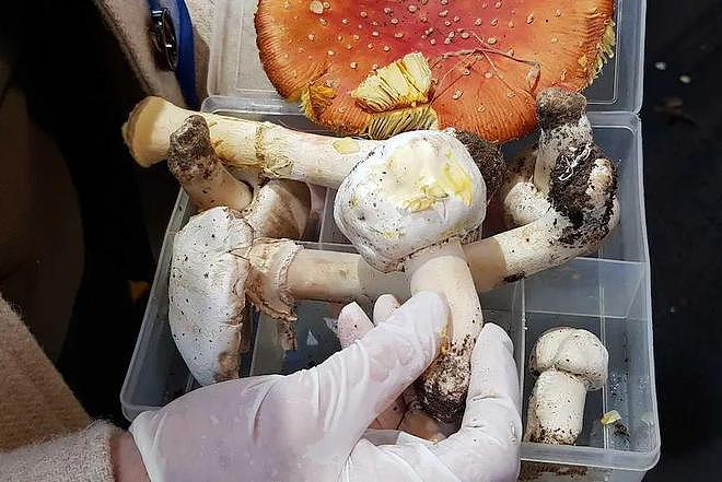澳华人采摘贩卖野生蘑菇引担忧！华厨曾误摘烹调2人死！专家：误食后果严重（组图） - 6