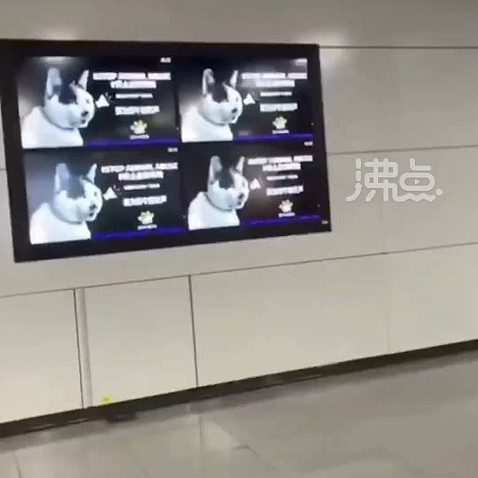 深圳地铁投放反虐待动物广告，惟遭投诉称：猫狗一年咬伤4千万人（组图） - 3