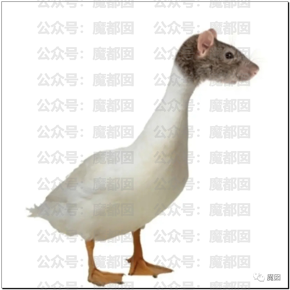 情况“鼠”实！“鼠头鸭脖”事件最终结果公布，联合调查组认定饭菜中异物为鼠头（组图） - 37