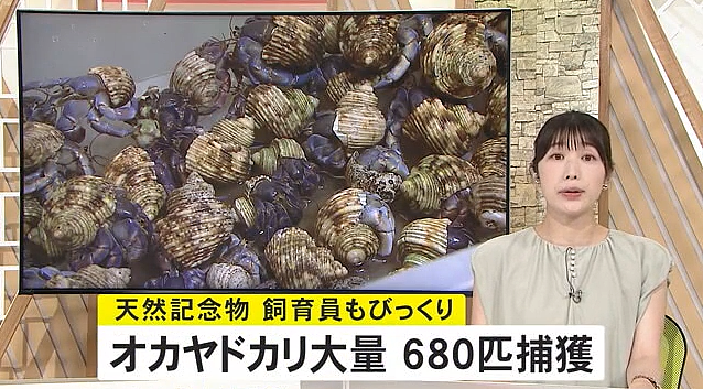 两名中国游客在冲绳抓了682只寄居蟹，结果被逮捕了......（组图） - 1