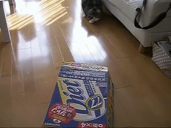 【宠物】日本网友测试猫趴在地上可以有多扁，看到最后快被萌死了（组图） - 57
