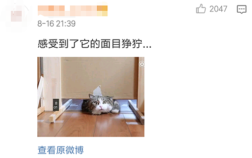 【宠物】日本网友测试猫趴在地上可以有多扁，看到最后快被萌死了（组图） - 15