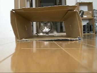 【宠物】日本网友测试猫趴在地上可以有多扁，看到最后快被萌死了（组图） - 59