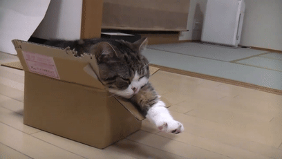 【宠物】日本网友测试猫趴在地上可以有多扁，看到最后快被萌死了（组图） - 41