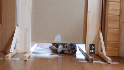 【宠物】日本网友测试猫趴在地上可以有多扁，看到最后快被萌死了（组图） - 5