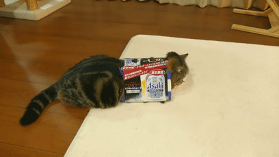 【宠物】日本网友测试猫趴在地上可以有多扁，看到最后快被萌死了（组图） - 60