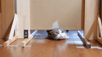 【宠物】日本网友测试猫趴在地上可以有多扁，看到最后快被萌死了（组图） - 8