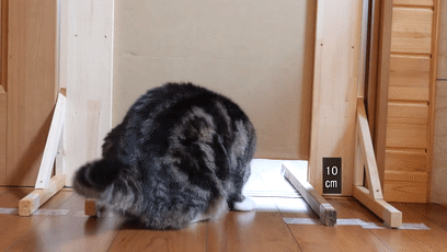 【宠物】日本网友测试猫趴在地上可以有多扁，看到最后快被萌死了（组图） - 6