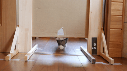 【宠物】日本网友测试猫趴在地上可以有多扁，看到最后快被萌死了（组图） - 4