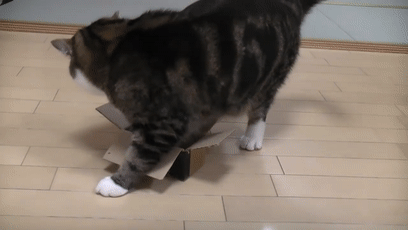 【宠物】日本网友测试猫趴在地上可以有多扁，看到最后快被萌死了（组图） - 47
