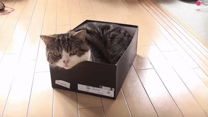 【宠物】日本网友测试猫趴在地上可以有多扁，看到最后快被萌死了（组图） - 33