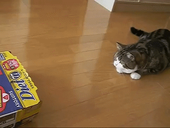 【宠物】日本网友测试猫趴在地上可以有多扁，看到最后快被萌死了（组图） - 58