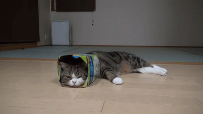 【宠物】日本网友测试猫趴在地上可以有多扁，看到最后快被萌死了（组图） - 56