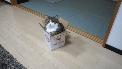 【宠物】日本网友测试猫趴在地上可以有多扁，看到最后快被萌死了（组图） - 55