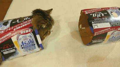 【宠物】日本网友测试猫趴在地上可以有多扁，看到最后快被萌死了（组图） - 61