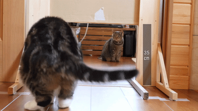 【宠物】日本网友测试猫趴在地上可以有多扁，看到最后快被萌死了（组图） - 2
