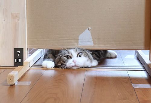 【宠物】日本网友测试猫趴在地上可以有多扁，看到最后快被萌死了（组图） - 10