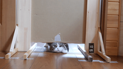 【宠物】日本网友测试猫趴在地上可以有多扁，看到最后快被萌死了（组图） - 7
