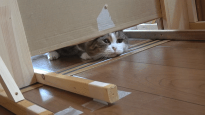 【宠物】日本网友测试猫趴在地上可以有多扁，看到最后快被萌死了（组图） - 1