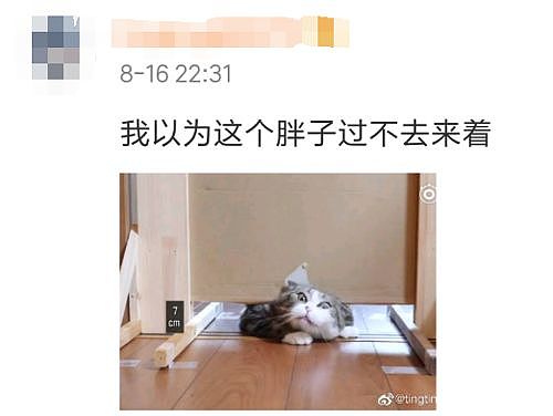 【宠物】日本网友测试猫趴在地上可以有多扁，看到最后快被萌死了（组图） - 16