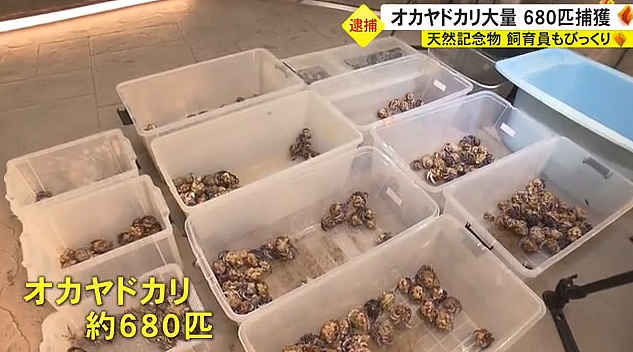 两名中国游客在冲绳抓了682只寄居蟹，结果被逮捕了......（组图） - 5
