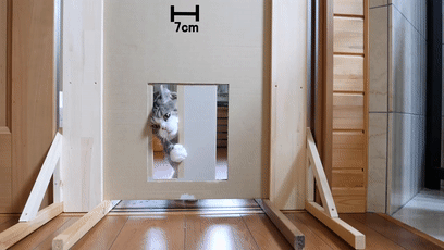 【宠物】日本网友测试猫趴在地上可以有多扁，看到最后快被萌死了（组图） - 22