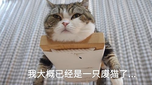 【宠物】日本网友测试猫趴在地上可以有多扁，看到最后快被萌死了（组图） - 32