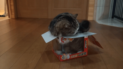 【宠物】日本网友测试猫趴在地上可以有多扁，看到最后快被萌死了（组图） - 34