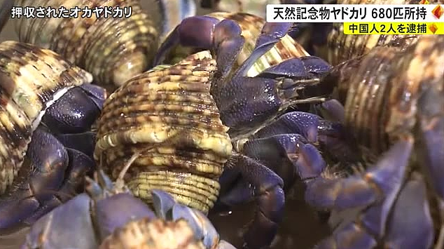 两名中国游客在冲绳抓了682只寄居蟹，结果被逮捕了......（组图） - 3